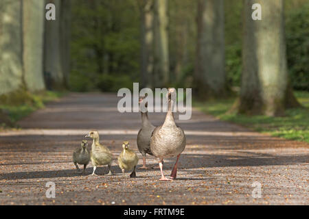 Grey Goose (Anser anser) con pulcini, Amburgo, Germania, Europa Foto Stock