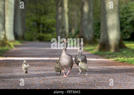 Grey Goose (Anser anser) con pulcini, Amburgo, Germania, Europa Foto Stock