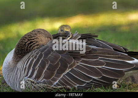 Grey Goose (Anser anser), con pulcini di sfrangiamento, Amburgo, Germania, Europa Foto Stock