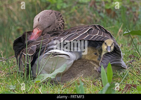 Grey Goose (Anser anser), con pulcini di sfrangiamento, Amburgo, Germania, Europa Foto Stock