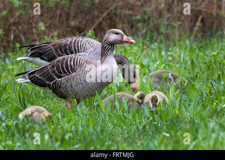 Grey Goose (Anser anser) con pulcini, Amburgo, Germania, Europa Foto Stock