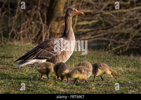 Grey Goose (Anser anser) con pulcini, Amburgo, Germania, Europa Foto Stock