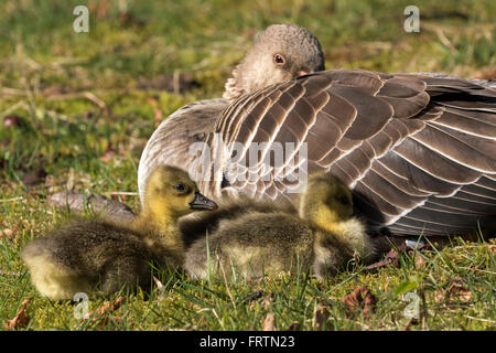 Grey Goose (Anser anser) con pulcini, Amburgo, Germania, Europa Foto Stock