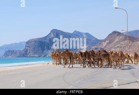 Cammelli attraversando la strada vicino al Mughsayl, Dhofar, Oman. Foto Stock