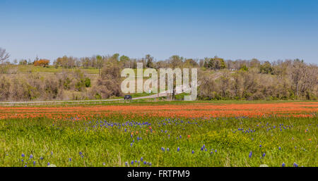 Campi di Texas Indian Paintbrush e Texas Bluebonnet fiori selvatici sulla FM 362 vicino Whitehall, Texas. Foto Stock