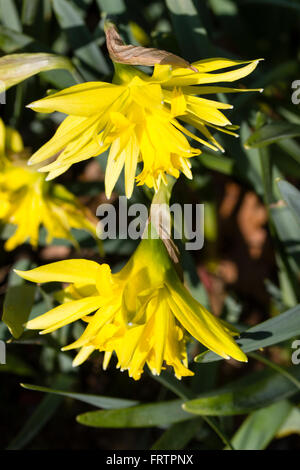 Fiori doppi del piccolo, marzo fioritura daffodil, narcisi 'Rip van Winkle' Foto Stock