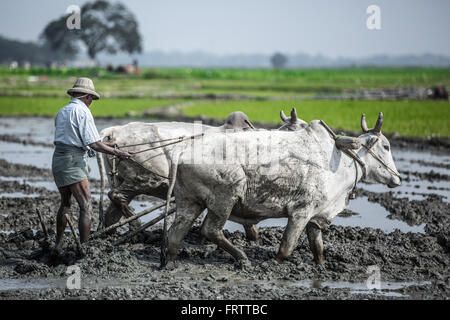 La piantagione di riso nel campo inondato Foto Stock