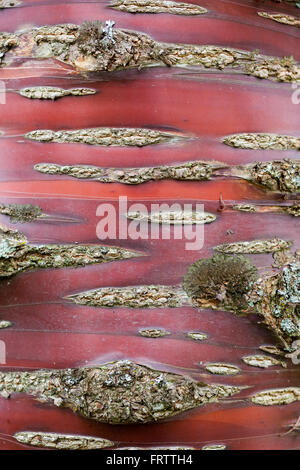 Primo piano della corteccia ornamentale Prunus Serrula, Regno Unito Foto Stock