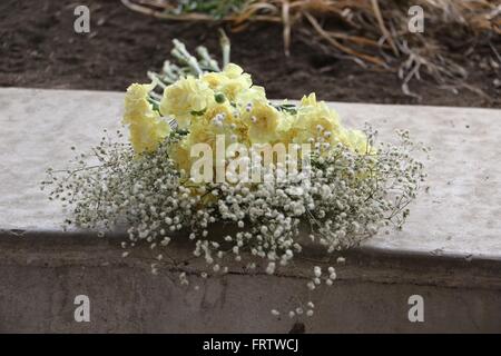 Garofani giallo e bianco del baby-respiro giacente su un bordo Foto Stock