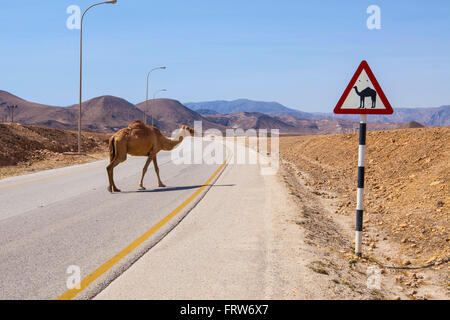 Camel attraversando la strada nei pressi di Salalah, Oman. Foto Stock
