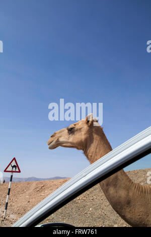 Avviso di cammello cartello stradale in Dhofar, Oman. Foto Stock