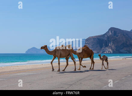 Cammelli attraversando la strada nei pressi di Salalah, Dhofar, Oman. Foto Stock