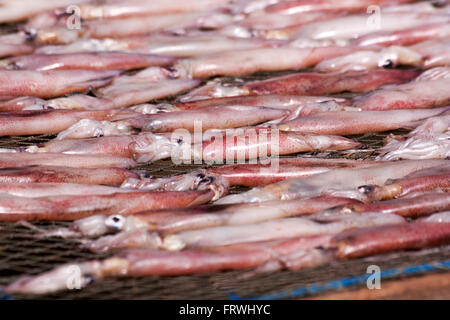 Calamaro asciugato con da sun. Calamari di essiccazione con solar energ nel villaggio di pescatori in Thailandia. Foto Stock