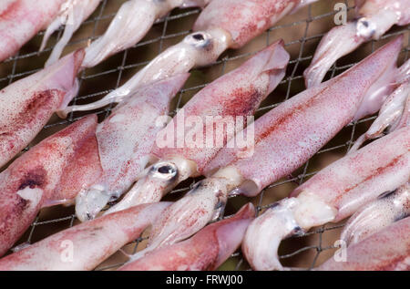 Calamaro asciugato con da sun. Calamari di essiccazione con solar energ nel villaggio di pescatori in Thailandia. Foto Stock