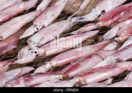 Calamaro asciugato con da sun. Essiccamento calamari con energia solare nel villaggio di pescatori in Thailandia. Foto Stock