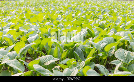 Orto biologico, bog choy con foglie di colore verde Foto Stock