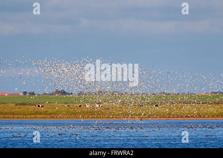 Dunlin (Calidris alpina), gregge di dunlins in volo, il Wadden Sea National Park, Schleswig-Holstein, Germania Foto Stock