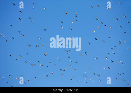 European golden plovers / Eurasian golden plover (Pluvialis apricaria), gregge in volo Foto Stock