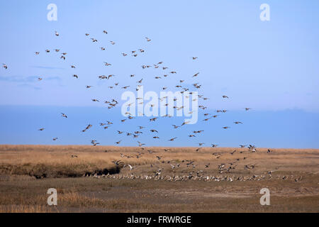 European golden plovers / Eurasian golden plover (Pluvialis apricaria), gregge di atterraggio in zona umida Foto Stock