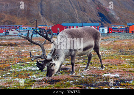Renna delle Svalbard (Rangifer tarandus platyrhynchus) bull il pascolo a Longyearbyen Svalbard / Spitsbergen, Norvegia Foto Stock
