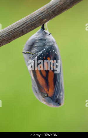 Farfalla monarca Pupa; Danaus plexippus unico REGNO UNITO Foto Stock