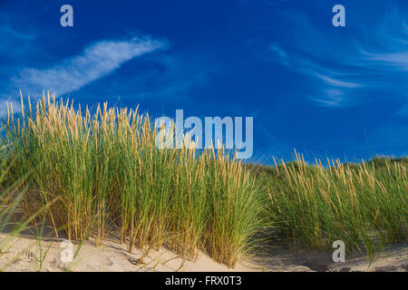 Le dune a De Haan, belga costa del mare del Nord contro cirrus e stratus nuvole e erba reed Foto Stock