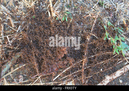 Colonia di formiche rosse piccole. Uscite a molla formiche sulla superficie di accoppiamento. Foto Stock