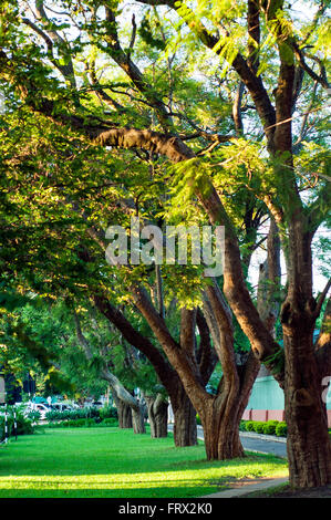 Foglia di strada nel quartiere di viali, CBD, Harare, Zimbabwe Foto Stock