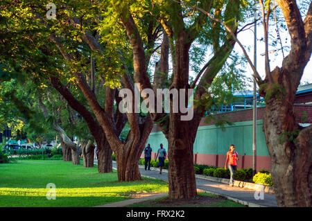 Foglia di strada nel quartiere di viali, CBD, Harare, Zimbabwe Foto Stock