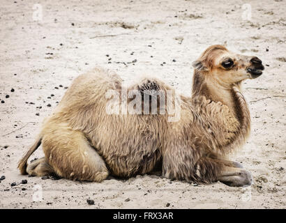 Giovani Bactrian camel - Camelus bactrianus. Ritratto di profilo. Scena di animale. Foto Stock