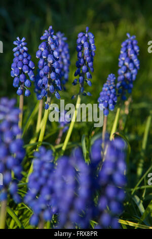Uva giovani piante di giacinto, incandescente nel loro profondo blu fioritura capi nel sole mattutino. Foto Stock
