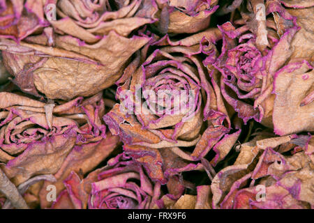 Close up di un mazzetto di essiccato rose rosse con petali cartaceo, sbiadito alla luce. Foto Stock