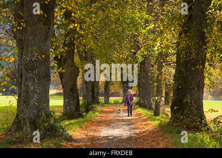 Donna che cammina il suo cane attraverso un vicolo di lime in autunno, vicino a Benediktbeuern, Baviera, Germania Foto Stock