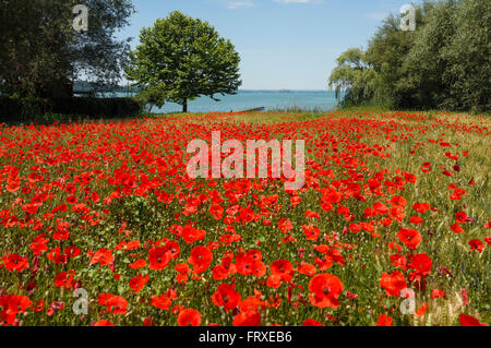 Campo di papavero e gli alberi in riva al lago, nei pressi di San Feliciano, Lago Trasimeno, provincia di Perugia, Umbria, Italia, Europa Foto Stock