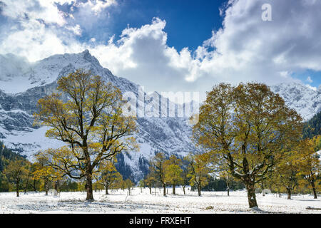 Coperto di neve e di alberi di acero con gamma di Karwendel in background, Grosser Ahornboden, Eng, riserva naturale di Karwendel, gamma Karwendel, Tirolo, Austria Foto Stock