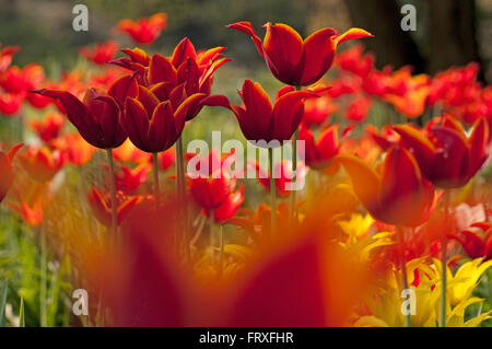 Letto di tulipani, Hermannshof, Weinheim, Baden-Wuerttemberg, Germania, Europa Foto Stock