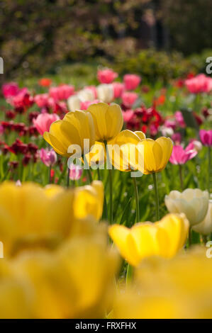 Letto di tulipani, Hermannshof, Weinheim, Baden-Wuerttemberg, Germania, Europa Foto Stock