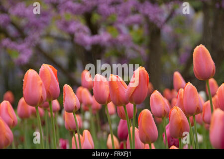 Tulipani in Hermannshof Weinheim, Baden-Wuerttemberg, Germania, Europa Foto Stock