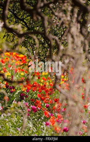 Tulipani nel giardino, Hermannshof, Weinheim, Baden-Wuerttemberg, Germania, Europa Foto Stock