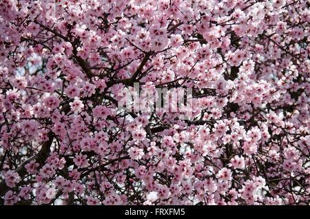 Mandorli in fiore nei pressi di Bockenheim, Weinstrasse, Renania-Palatinato, Germania, Europa Foto Stock