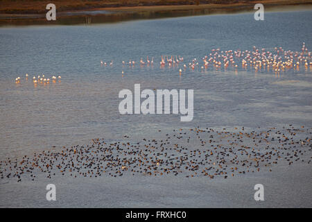 Gli uccelli acquatici sull'étang de Bages et de Sigean, Dept. Aude, Languedoc-Roussillon, Francia, Europa Foto Stock