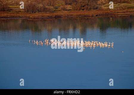 Gli uccelli acquatici sull'étang de Bages et de Sigean, Bages, Dept. Aude, Languedoc-Roussillon, Francia, Europa Foto Stock