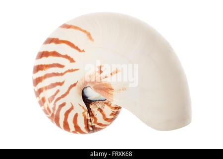 Nautilus shell sul bianco, tracciato di ritaglio Foto Stock