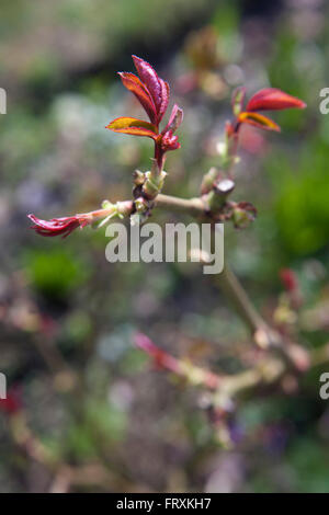 Un rosaio inizia a germogliare in sole di primavera con piccole foglie delicati che appare da gemme. Foto Stock