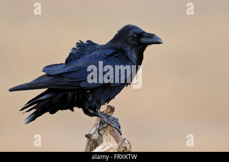 Comuni / Raven Kolkrabe ( Corvus corax ), impressionante adulto, arroccato nella parte anteriore del pulire sfondo, guardando attentamente. Foto Stock