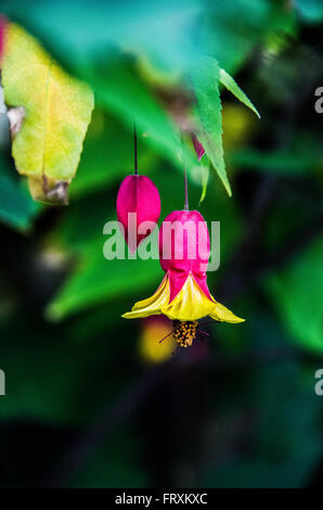 Rosa e giallo Abutilon Kentish Belle di Balboa il giardino botanico di San Diego, CA, Stati Uniti d'America Foto Stock