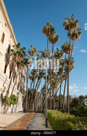 Washingtonia robusta (ventola messicano palm). Foto Stock