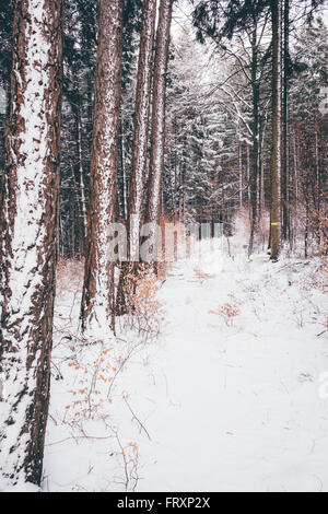 Foresta in inverno, Hubertendorf, Mostviertel, Austria Inferiore, Austria Foto Stock