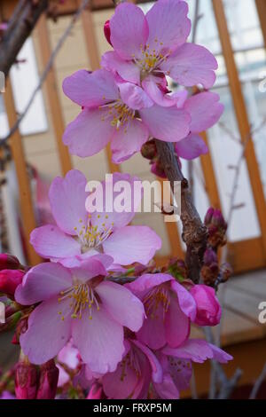 Un close-up di fiori di ciliegio fiori, dalla fioritura ciliegio, Prunus 'Dream Catcher". Foto Stock