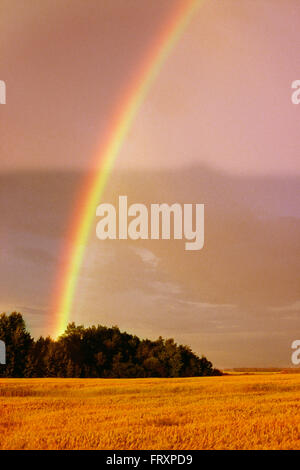 Rainbow sulla maturazione di un campo di grano, Alberta, Canada Foto Stock